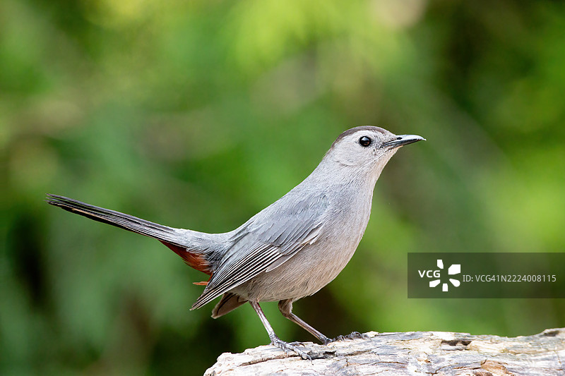 户外栖息的歌蓝喉特写，伦敦，安大略省，加拿大图片素材