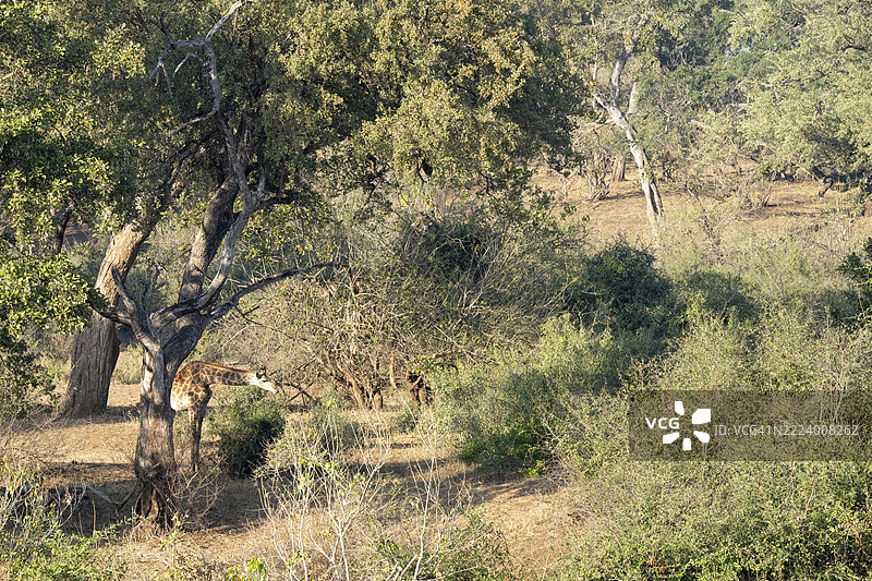 长颈鹿，风景，克鲁格国家公园，南非，非洲图片素材