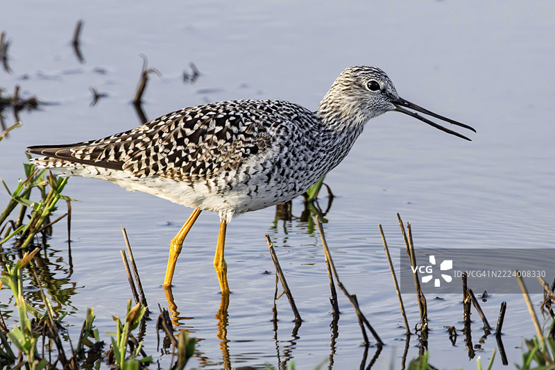 华盛顿州里奇菲尔德湖泊中的大黄腿鸟特写图片素材