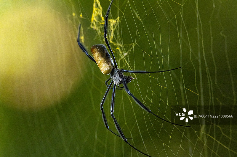 乌干达金贾的蜘蛛特写镜头图片素材