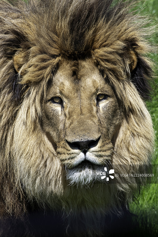 狮子的特写，阿什福德，英国，英国图片素材