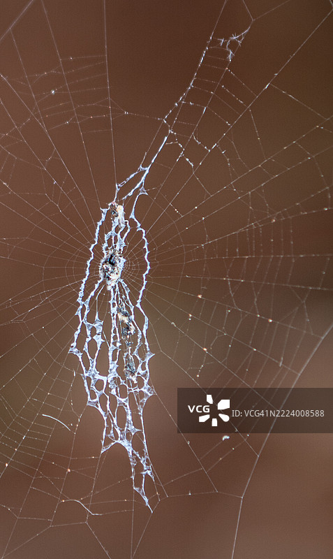 蜘蛛网特写，印度卡纳塔克邦奇卡巴卢尔图片素材