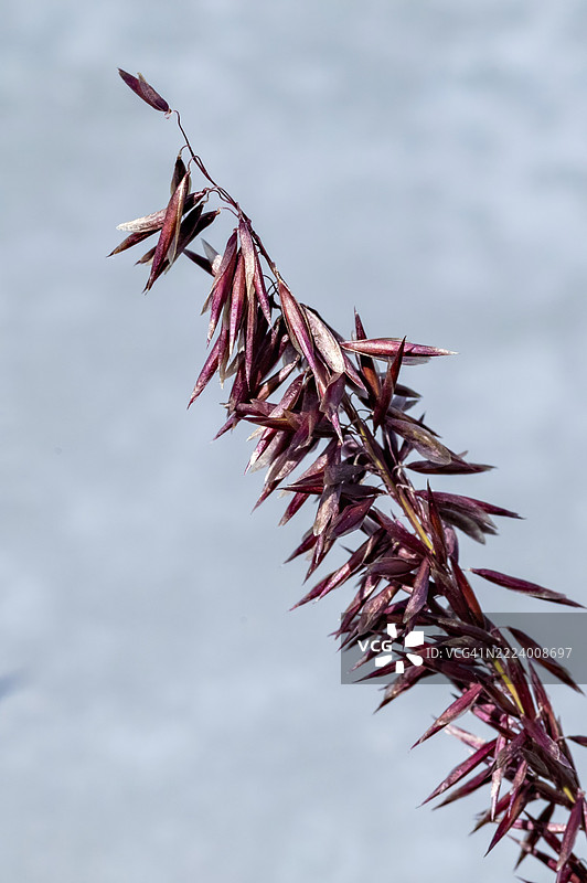 红色野燕麦枝条上摇曳的种子，背景是模糊的水面，展现了大自然的美丽图片素材