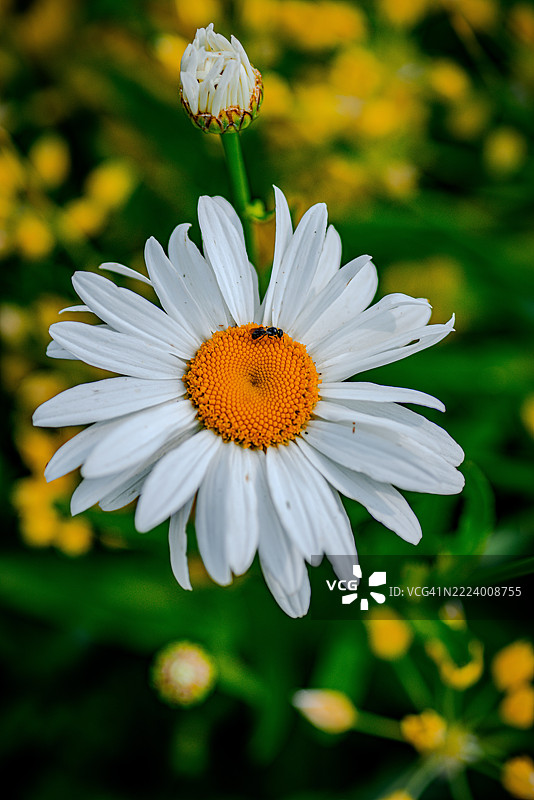 白色雏菊特写，俄亥俄州谢尔比，美国图片素材
