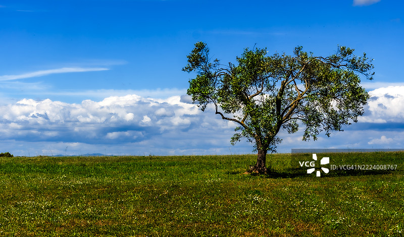 意大利拉齐奥塔尔奎尼亚的天空下的田野上的树木图片素材