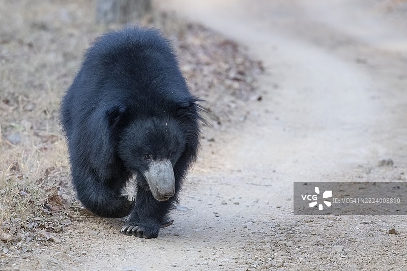 树懒熊(Melursus ursinus),熊(Ursidae),食肉动物(Carnivora),巴鲁,萨图拉国家公园,老虎保护区,中央邦,帕赫马尔希生物圈保护区,印度,亚洲图片素材