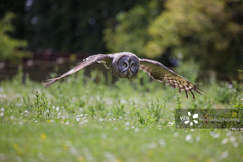 灰色大猫头鹰在田野上空飞翔的肖像，林顿，英国，英国图片素材