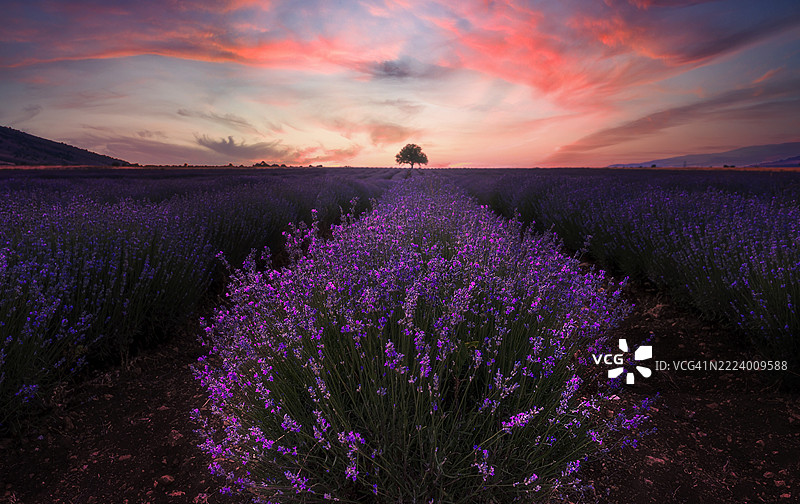 日落时分，科扎尼，西马其顿，希腊的薰衣草田美景与天空相映成趣。图片素材