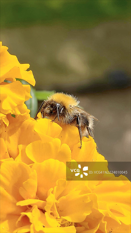 蜜蜂在黄色花朵上的特写，泽沃尔德，弗莱福兰，荷兰图片素材