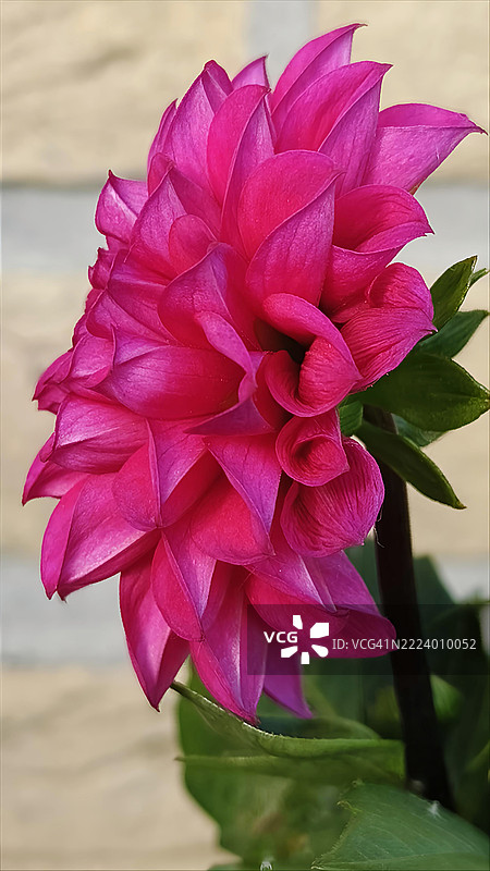 粉红色玫瑰特写，泽沃尔德，弗莱福兰，荷兰图片素材