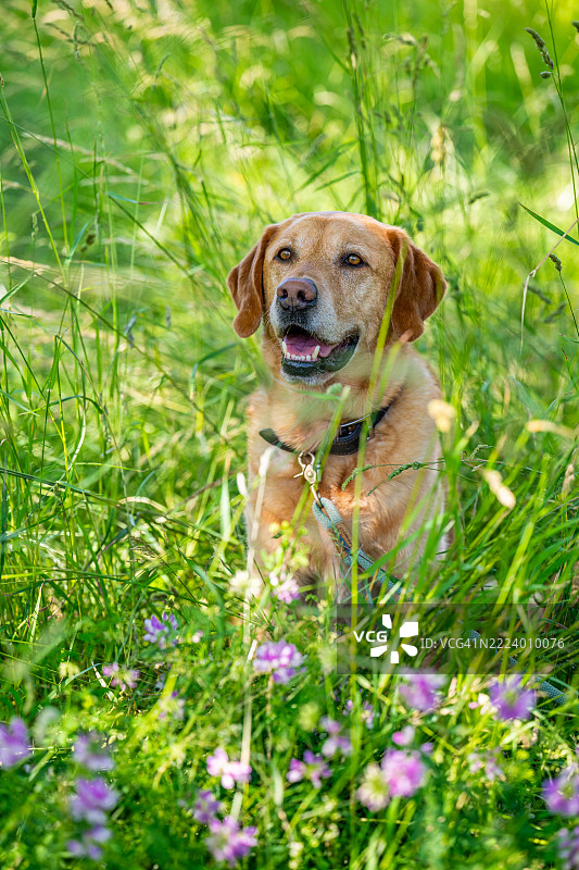 田野上拉布拉多犬的特写，法兰克福，黑森州，德国图片素材