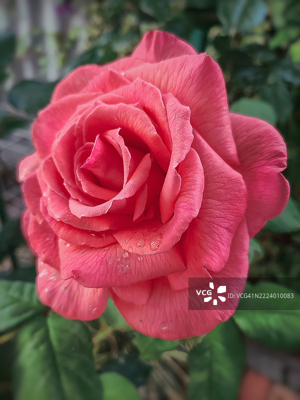 粉色玫瑰特写，乌克兰图片素材