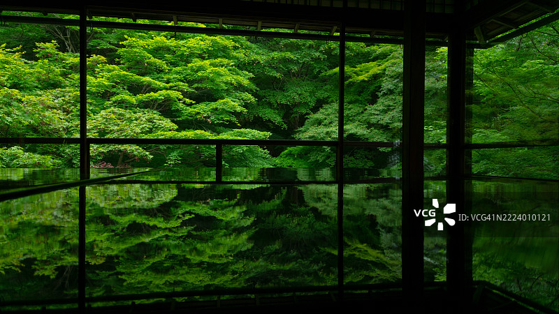 日本森林中的树木图片素材