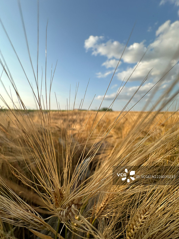 罗马尼亚天空下的小麦田特写图片素材