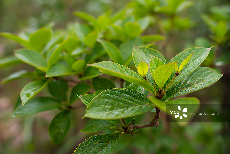 雨后湿润的树叶图片素材