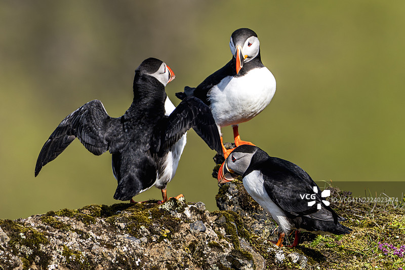 三只大西洋海雀在悬崖边休息图片素材