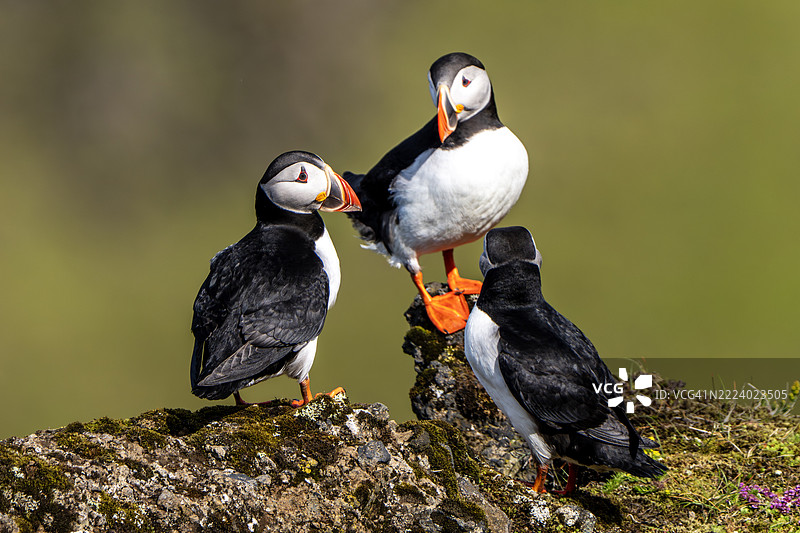三只大西洋海雀在冰岛的悬崖上休息图片素材