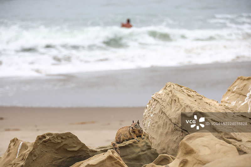 海滩松鼠图片素材