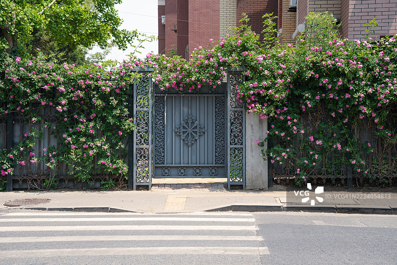 路边的玫瑰图片素材