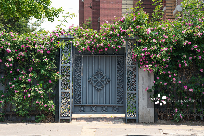 路边的玫瑰图片素材