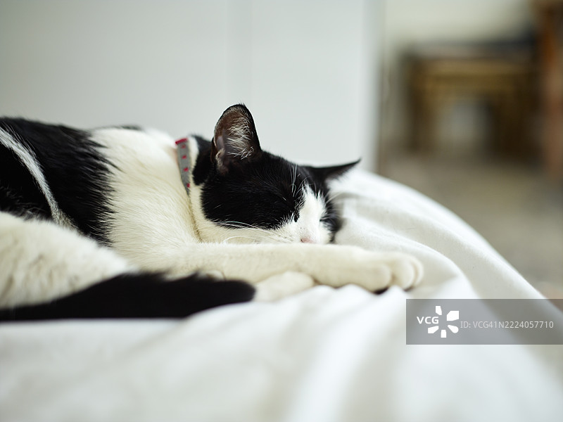 睡觉的猫图片素材