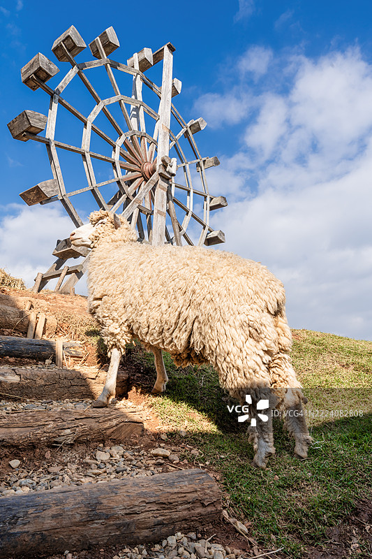 在泰国北部的清莱，一只可爱的羊在高山上被拍摄。图片素材