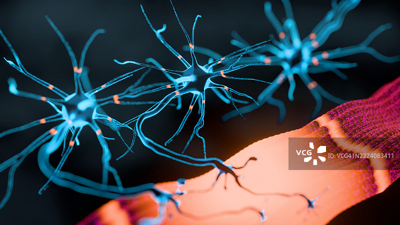 神经肌肉接头图片素材