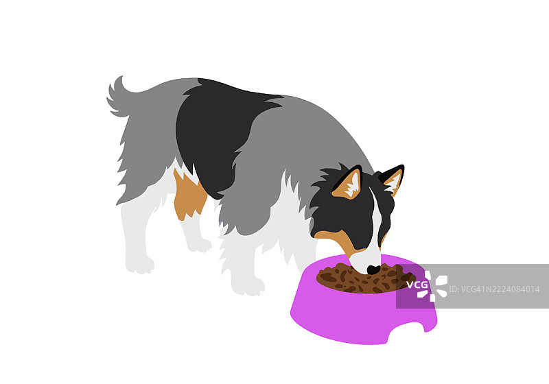 一只柯利犬在白色背景上从粉色碗中进食。插图图片素材