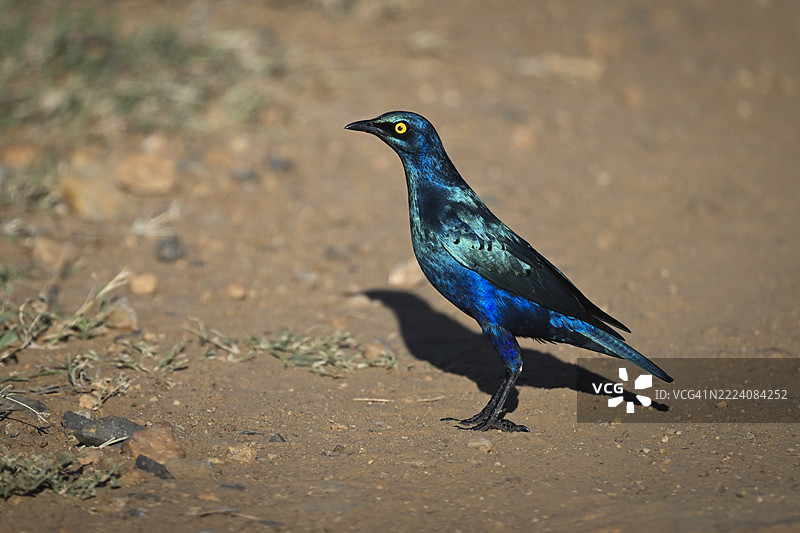 大耳蓝星鸲站在散布着草和石头的泥土小路上。肯尼亚，莱基皮亚图片素材