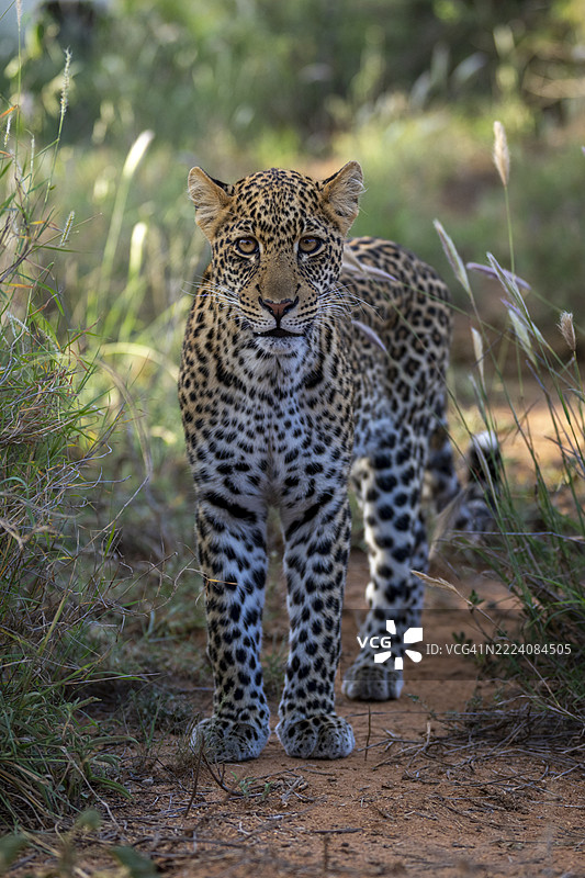 一只豹子在阳光明媚的自然环境中，沿着被草和树叶环绕的泥土小径行走。肯尼亚，莱基皮亚图片素材