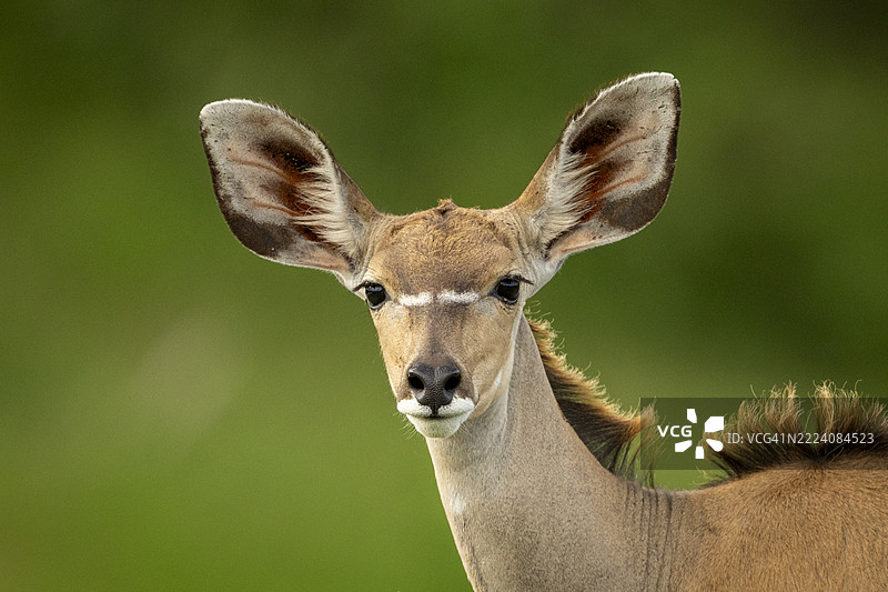 一只年轻的大角羚的肖像，耳朵很大，站在绿色的田野中。肯尼亚，莱基皮亚。图片素材