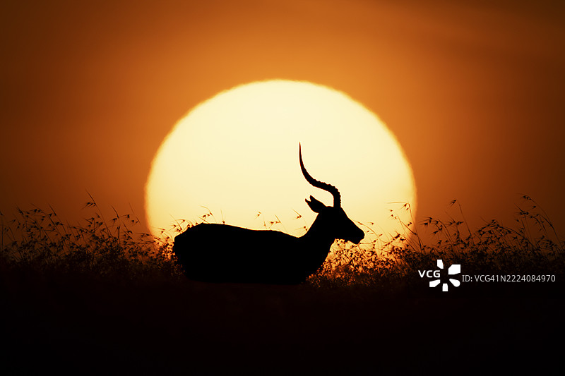 一只羚羊的剪影，黑斑羚，映衬在落日的余晖下。肯尼亚，莱基皮亚。图片素材