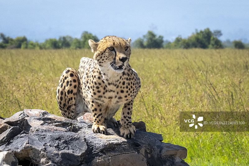 一只猎豹坐在岩石上，周围是郁郁葱葱的草原，蓝天清澈。肯尼亚，莱基皮亚图片素材
