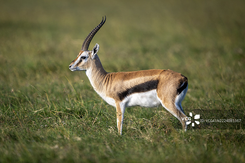 优雅的羚羊，格兰特瞪羚，站在清澈天空下的郁郁葱葱的草原上。肯尼亚，莱基皮亚图片素材