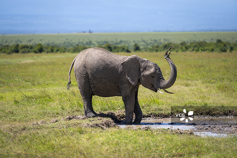在肯尼亚莱基皮亚，非洲草原大象在清澈的蓝天下，靠近水坑的草地上抬起了鼻子。图片素材
