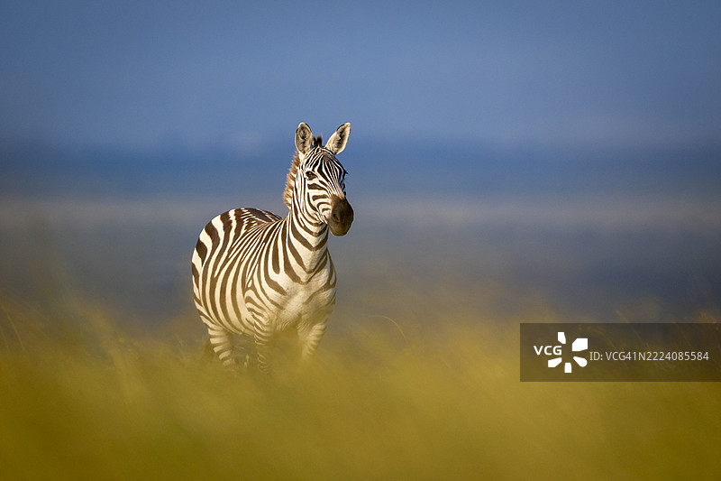 一只斑马站在草地上，背景是晴朗的蓝天。肯尼亚，莱基皮亚图片素材