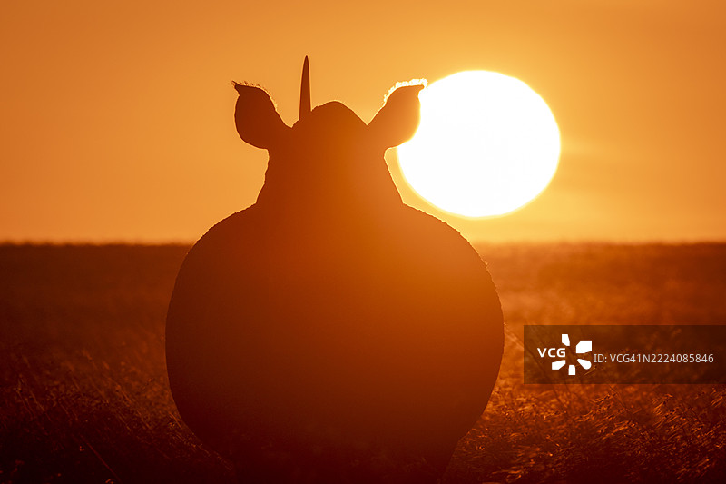 在草原上，黑犀牛的剪影映衬着生动的橙色日落。肯尼亚，莱基皮亚。图片素材