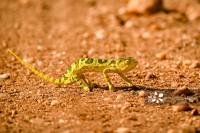 色彩鲜艳的翻领变色龙在阳光明媚的岩石地形上行走。肯尼亚塔伊塔-塔韦塔。图片素材