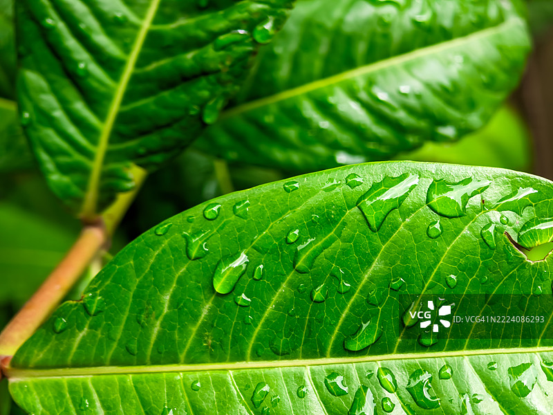 新鲜的绿叶上沾满了雨滴图片素材