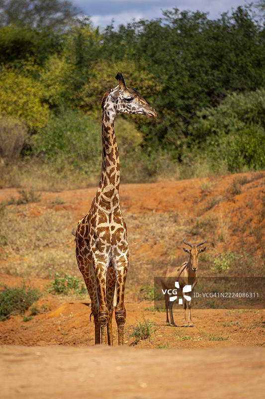 一只马赛长颈鹿站在红色土壤的景观中，背景有一只较小的羚羊。肯尼亚泰塔-塔维塔。图片素材