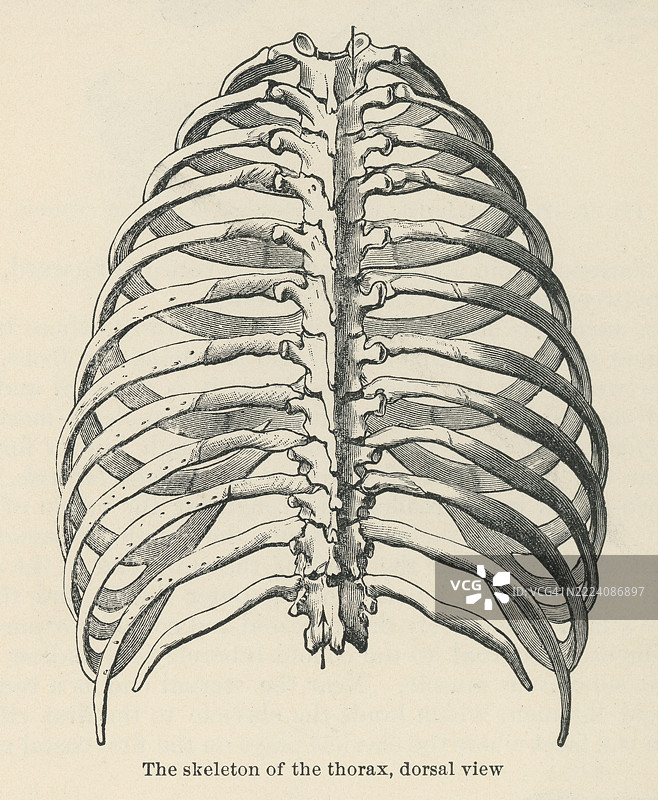 旧版雕刻插图显示胸廓或胸腔的骨骼结构，由胸骨、肋骨和胸椎组成 - 保护心脏和肺等重要器官，并在呼吸中发挥关键作用。图片素材
