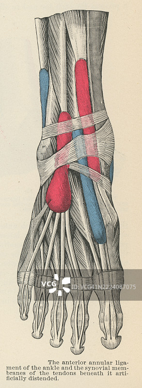 旧版雕刻插图展示了人类韧带 - 脚踝前环韧带和肌腱下的滑膜。图片素材