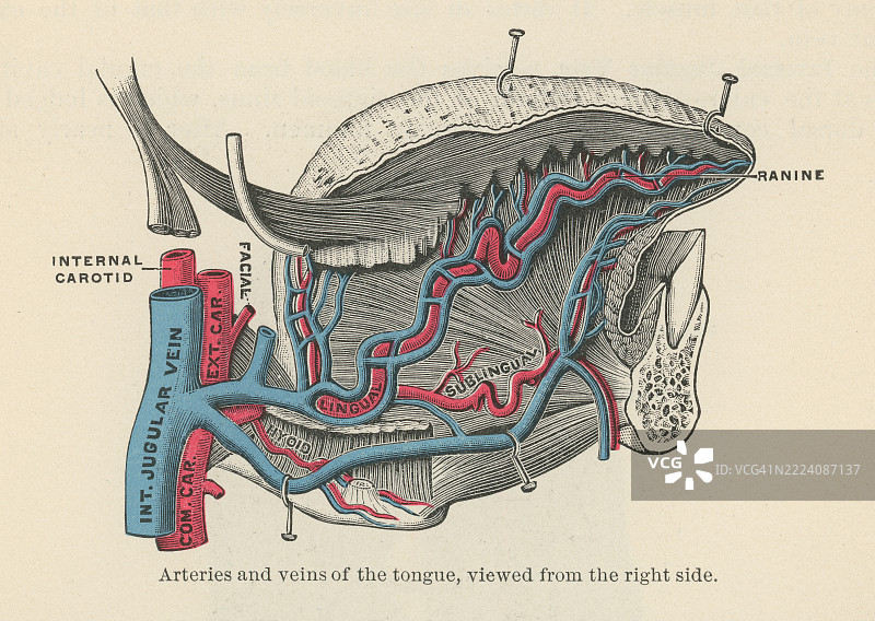 舌头的动脉和静脉的老式雕刻插图，从右侧观察图片素材