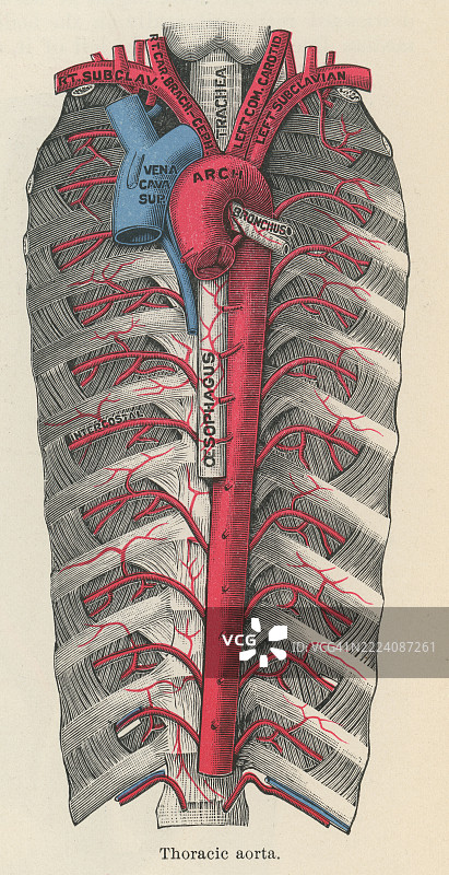 旧版雕刻插图的人体循环系统 - 胸主动脉，位于胸腔的主动脉部分图片素材