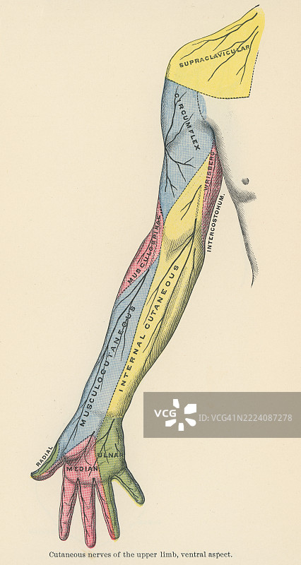 上肢皮肤的切面神经老版雕刻插图 - 为肩部和上肢的皮肤提供感觉神经支配图片素材
