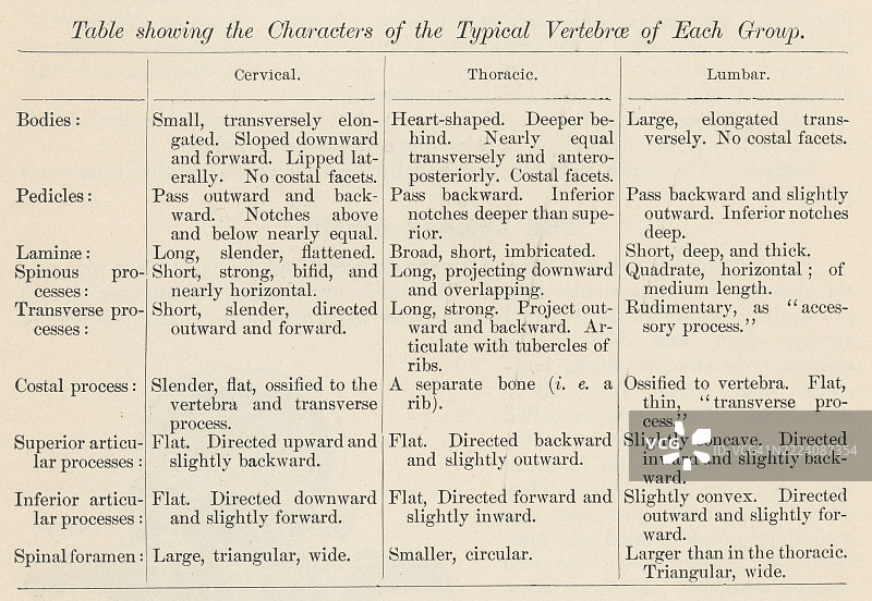 旧版雕刻插图，展示一本人体解剖书中的一页，显示各组典型椎骨特征的表格。图片素材