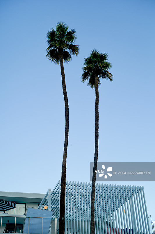 两棵高大的棕榈树，蓝天清澈，现代建筑在下方。美国棕榈泉图片素材
