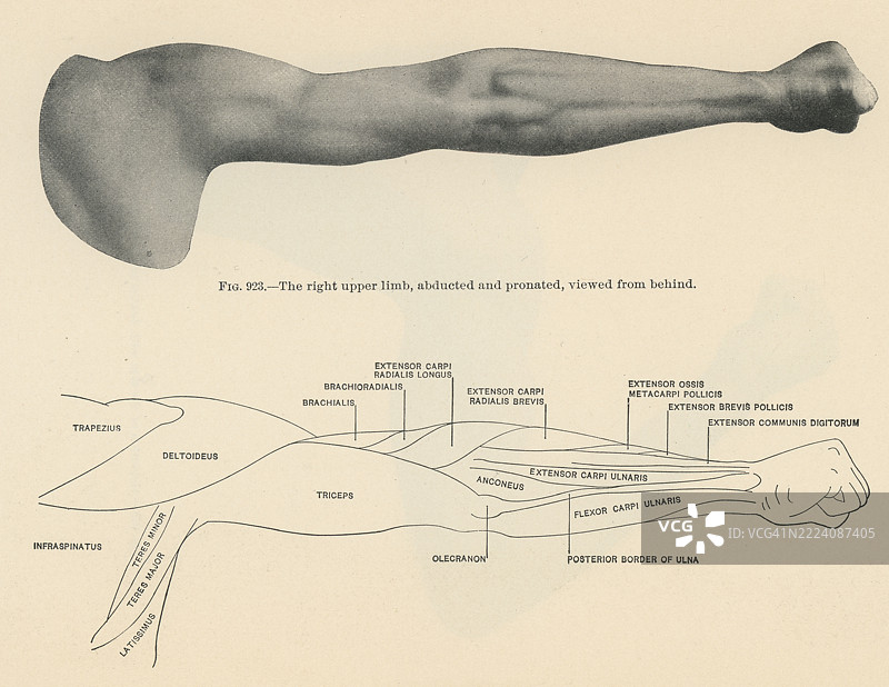 老式雕刻插图，展示上臂的人体肌肉（肱二头肌和肱三头肌） - 外展和旋前动作图片素材