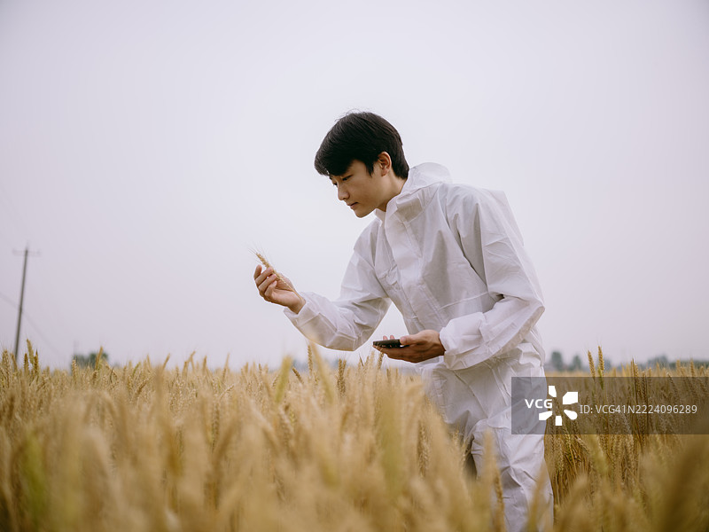 一位亚洲农业科学家在小麦田中使用智能手机分析数据。智能农业图片素材