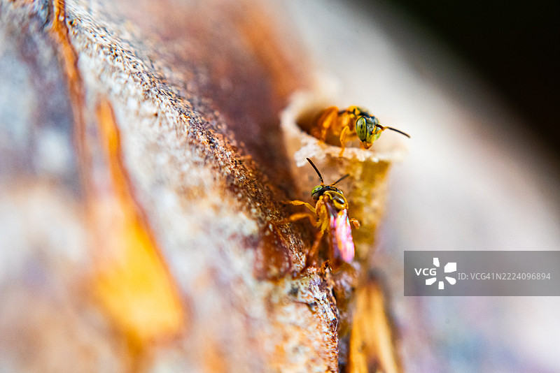 无刺蜜蜂在巢中图片素材